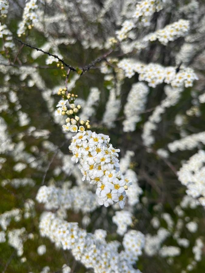 Pensiunea Colt De Rai, Vistisoara Statiunea Climaterica Sambata Eksteriør bilde